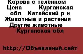 Корова с телёнком  › Цена ­ 55 - Курганская обл., Катайский р-н Животные и растения » Другие животные   . Курганская обл.